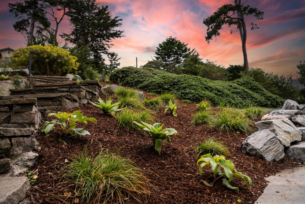 Looking uphill of a Monterey Landscape with fresh planting.