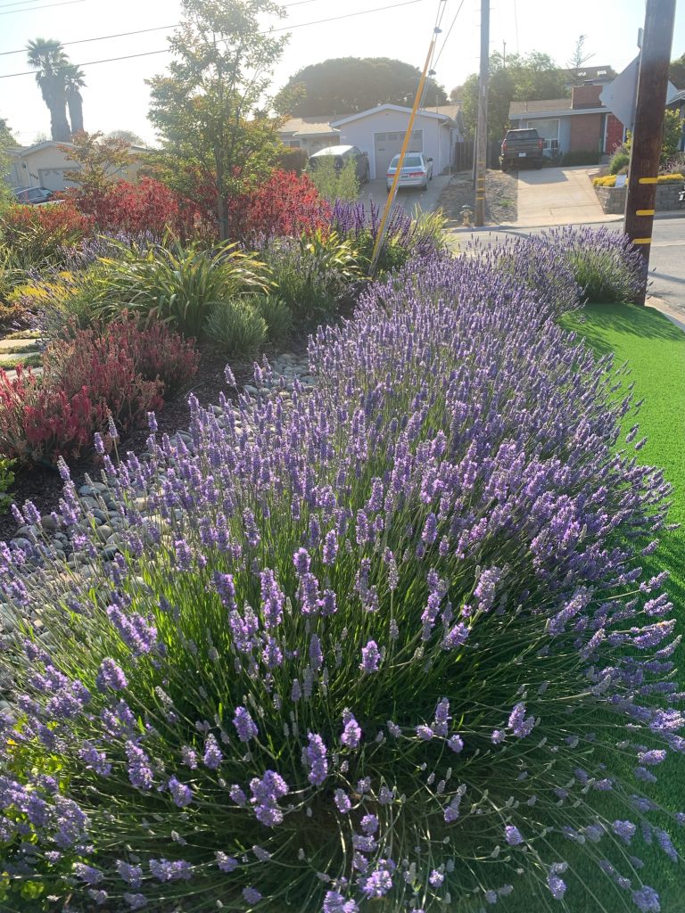 A row of blooming, purple lavender.
