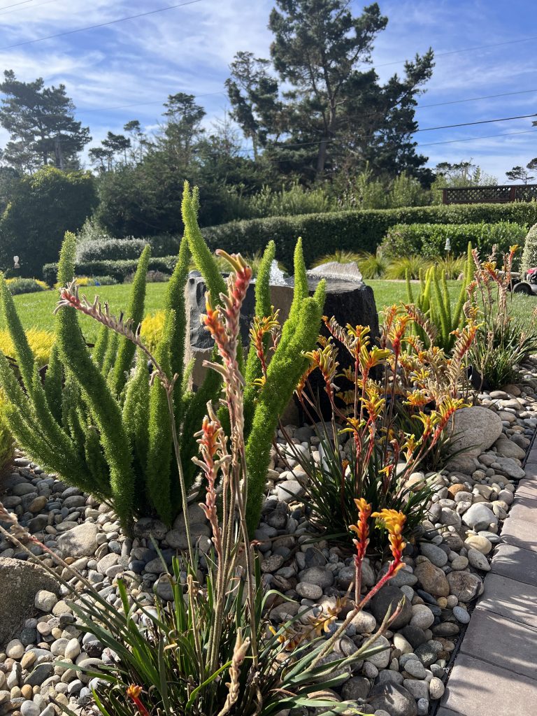 A rock garden with an array of planting in Pebble Beach, CA.