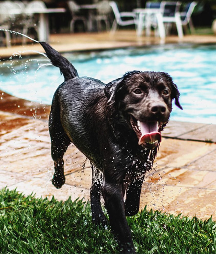 Blog_Protect-your-pup